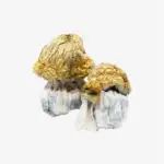 Avalanche Magic Mushrooms | Avalanche Mushroom Strain
