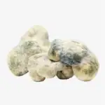 Leucistic Burma Magic Mushrooms | Leucistic Burma Shroom