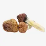 Mazatapec Magic Mushrooms | Mazatapec Strain