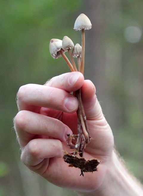 shrooms image for homepage