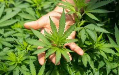 Comprehensive Guide to CBD