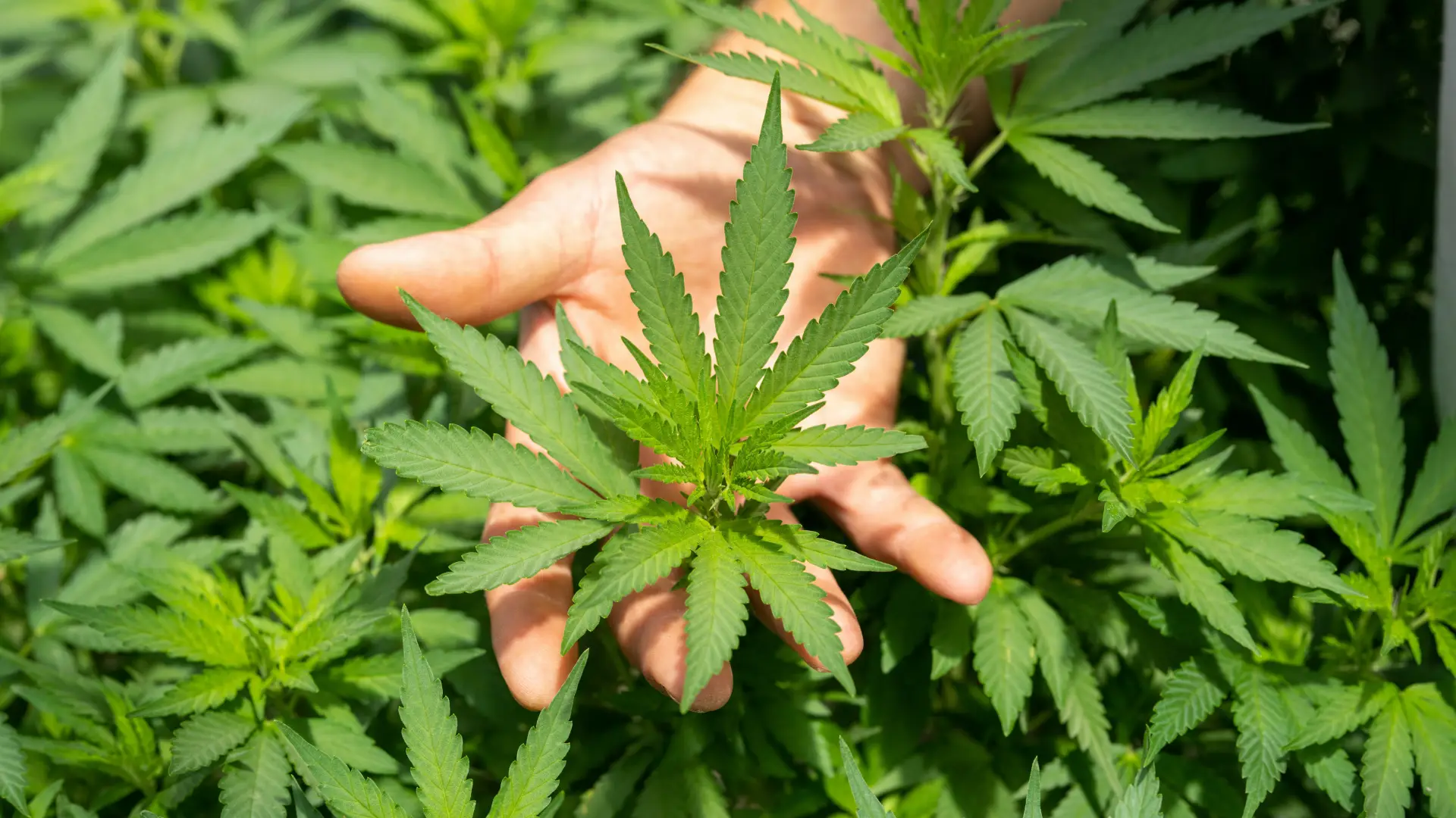 Comprehensive Guide to CBD