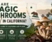 Magic mushrooms legal in california