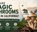 Magic mushrooms legal in california