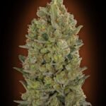 00 Cheese Feminized By 00 Seeds Bank