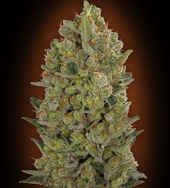 00-cheese-5-seeds.jpg 00 Cheese Feminized By 00 Seeds Bank - Image 1