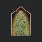 00 Skunk Feminized By 00 Seeds Bank