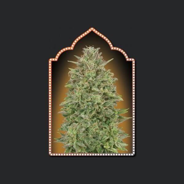 00-skunk-5-seeds.jpg 00 Skunk Feminized By 00 Seeds Bank - Image 1