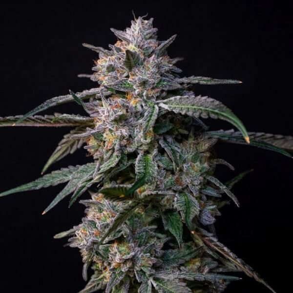 10-gs-7-seeds.jpg 10 G'S Feminized By Compound Genetics - Image 1