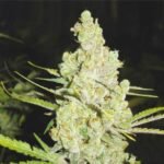 1024 Feminized By Medical Seeds