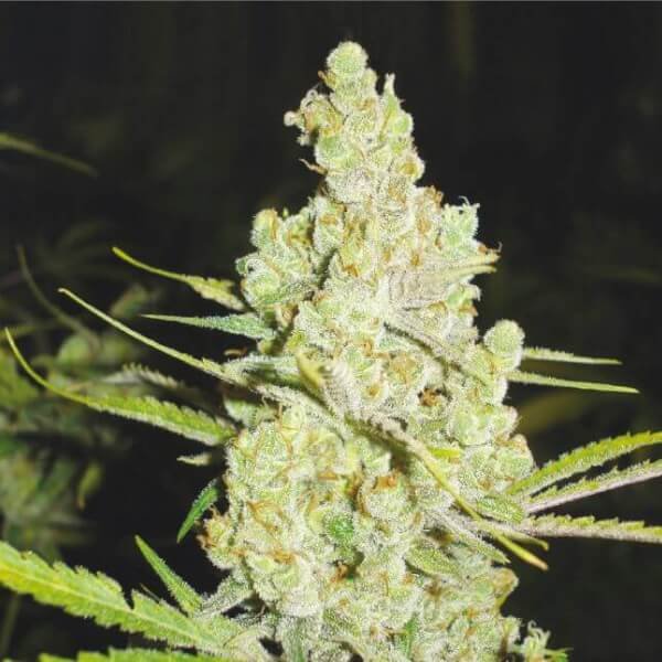 1024-3-seeds.jpg 1024 Feminized By Medical Seeds - Image 1