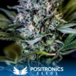 1:20 Cbd + Feminized By Positronics