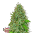 2 Fast 2 Vast Auto Autoflower By Heavyweight Seeds