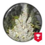 2046 Feminized By Medical Seeds
