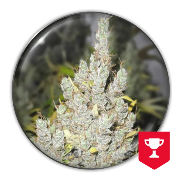 2046-3-seeds-1.webp 2046 Feminized By Medical Seeds - Image 1