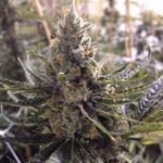 24K Gold Aka Kosher Tangie Feminized By Dna Genetics