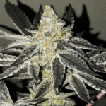 2Y2 Feminized By R-Kiem Seeds