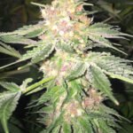 5G Feminized By Soma Seeds