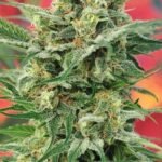 8 Miles High Regular By Mandala Seeds
