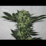 818 Headband Feminized By The Cali Connection