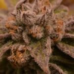 9 Pound Hammer Regular By Jinxproof Genetics