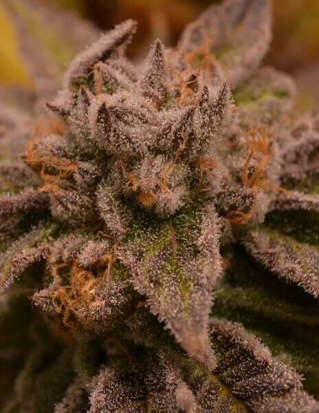 9-pound-hammer-6-seeds.jpg 9 Pound Hammer Regular By Jinxproof Genetics - Image 1