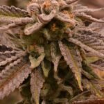9 Pound Punch Regular By Jinxproof Genetics