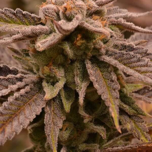 9-pound-punch-6-seeds.jpg 9 Pound Punch Regular By Jinxproof Genetics - Image 1