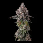 90 Proof Feminized By Compound Genetics