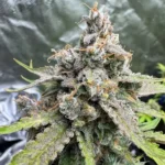 91 Berries Autoflower By Night Owl Seeds