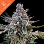 Açai Jelly By Sherbinskis Feminized By Silent Seeds
