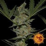 Acapulco Gold Feminized By Barneys Farm
