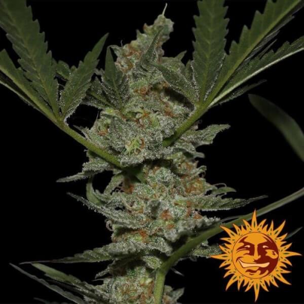 acapulco-gold-5-seeds.jpg Acapulco Gold Feminized By Barneys Farm - Image 1