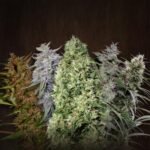 Ace Mix Regular By Ace Seeds