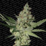 Acid Feminized By Paradise Seeds