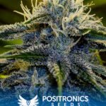 Afghan Auto Autoflower By Positronics