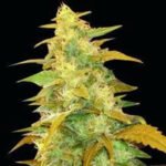 Afghan Kush Feminized By World Of Seeds