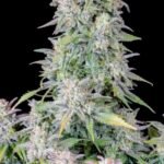 Afghan Kush Auto Autoflower By Fast Buds