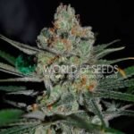 Afghan Kush Early Version Feminized By World Of Seeds