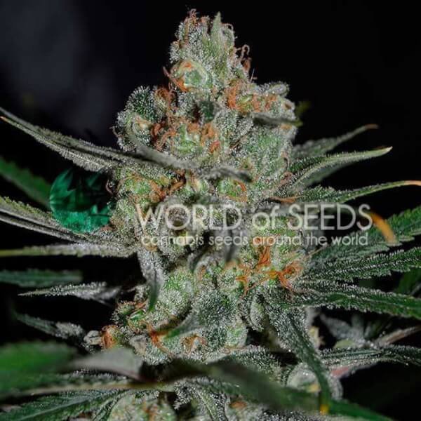 afghan-kush-early-version-3-seeds.jpg Afghan Kush Early Version Feminized By World Of Seeds - Image 1