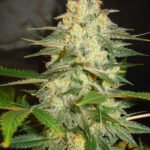 Afghan Kush Ryder Autoflower By World Of Seeds