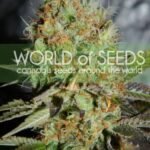Afghan Kush Special Feminized By World Of Seeds