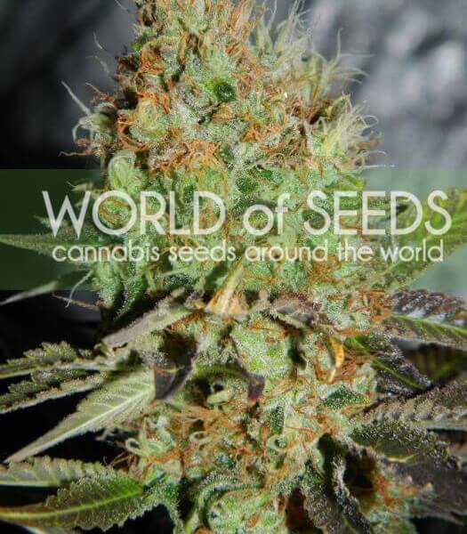afghan-kush-special-3-seeds.jpg Afghan Kush Special Feminized By World Of Seeds - Image 1