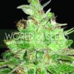 Afghan Kush X Black Domina Feminized By World Of Seeds