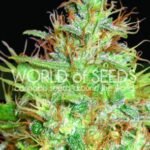 Afghan Kush X Skunk Feminized By World Of Seeds