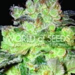 Afghan Kush X White Widow Feminized By World Of Seeds
