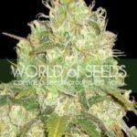 Afghan Kush X Yumbolt Feminized By World Of Seeds