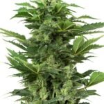 Afghan Pearl Cbd Auto Autoflower By Sensi Seeds