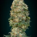 Afghan Skunk Feminized By Advanced Seeds