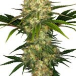 Afghani #1 Regular By Sensi Seeds